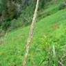 Fotografia 6 da espécie Calamagrostis arundinacea do Jardim Botânico UTAD