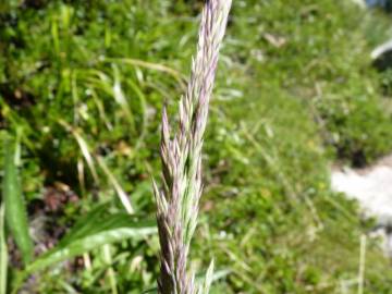 Fotografia da espécie Calamagrostis arundinacea