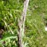 Fotografia 7 da espécie Calamagrostis arundinacea do Jardim Botânico UTAD