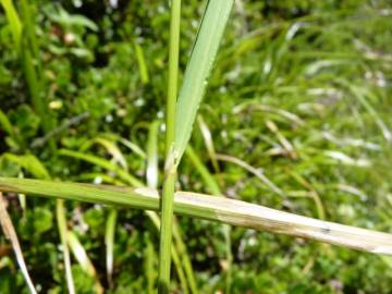 Fotografia da espécie Calamagrostis arundinacea