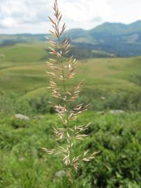 Fotografia da espécie Calamagrostis arundinacea