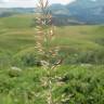 Fotografia 1 da espécie Calamagrostis arundinacea do Jardim Botânico UTAD