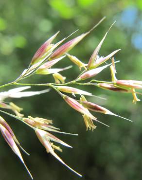 Fotografia 9 da espécie Calamagrostis arundinacea no Jardim Botânico UTAD
