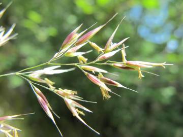 Fotografia da espécie Calamagrostis arundinacea