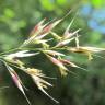 Fotografia 9 da espécie Calamagrostis arundinacea do Jardim Botânico UTAD