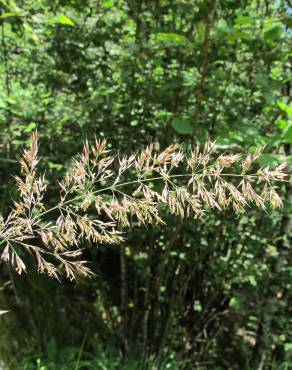 Fotografia 10 da espécie Calamagrostis arundinacea no Jardim Botânico UTAD