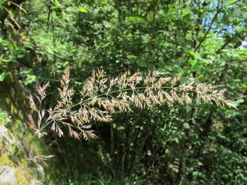 Fotografia da espécie Calamagrostis arundinacea