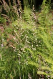 Fotografia da espécie Calamagrostis arundinacea