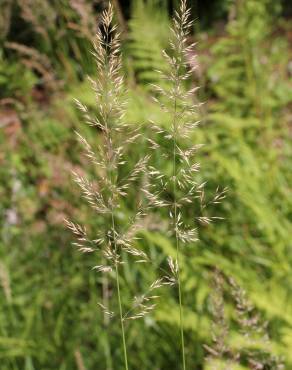 Fotografia 11 da espécie Calamagrostis arundinacea no Jardim Botânico UTAD