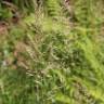 Fotografia 11 da espécie Calamagrostis arundinacea do Jardim Botânico UTAD