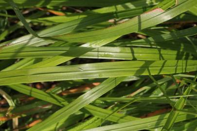 Fotografia da espécie Calamagrostis arundinacea