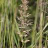 Fotografia 13 da espécie Calamagrostis arundinacea do Jardim Botânico UTAD