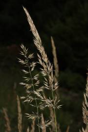Fotografia da espécie Calamagrostis arundinacea