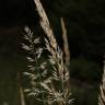 Fotografia 14 da espécie Calamagrostis arundinacea do Jardim Botânico UTAD