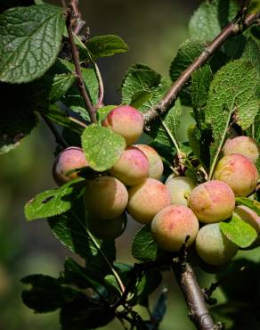 Fotografia 5 da espécie Prunus insititia no Jardim Botânico UTAD