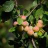 Fotografia 5 da espécie Prunus insititia do Jardim Botânico UTAD