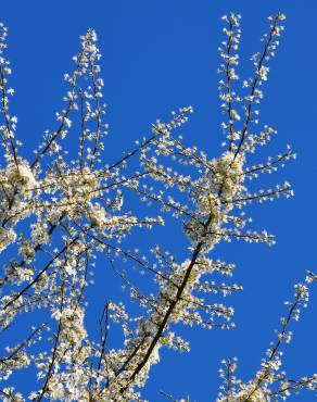 Fotografia 8 da espécie Prunus insititia no Jardim Botânico UTAD