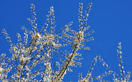 Fotografia da espécie Prunus insititia