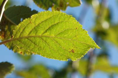 Fotografia da espécie Prunus insititia