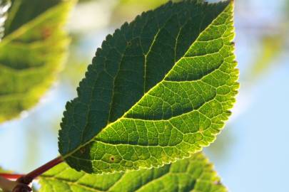 Fotografia da espécie Prunus insititia