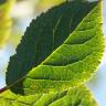 Fotografia 10 da espécie Prunus insititia do Jardim Botânico UTAD