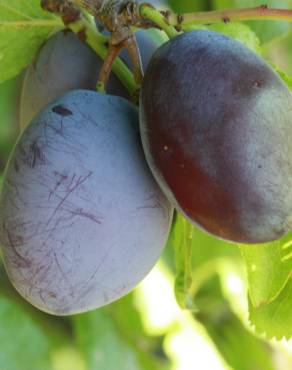 Fotografia 11 da espécie Prunus insititia no Jardim Botânico UTAD