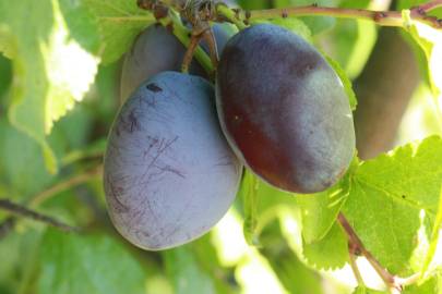 Fotografia da espécie Prunus insititia