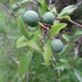 Fotografia da espécie Prunus insititia