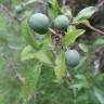 Fotografia 14 da espécie Prunus insititia do Jardim Botânico UTAD