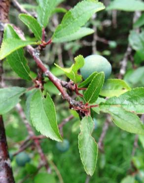 Fotografia 15 da espécie Prunus insititia no Jardim Botânico UTAD