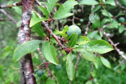 Fotografia da espécie Prunus insititia