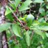 Fotografia 15 da espécie Prunus insititia do Jardim Botânico UTAD