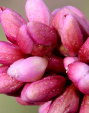 Fotografia 2 da espécie Persicaria maculosa no Jardim Botânico UTAD