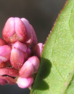 Fotografia 3 da espécie Persicaria maculosa no Jardim Botânico UTAD