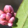 Fotografia 3 da espécie Persicaria maculosa do Jardim Botânico UTAD