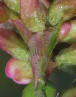 Fotografia 4 da espécie Persicaria maculosa no Jardim Botânico UTAD