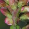 Fotografia 4 da espécie Persicaria maculosa do Jardim Botânico UTAD