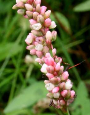 Fotografia 5 da espécie Persicaria maculosa no Jardim Botânico UTAD