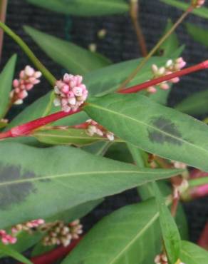 Fotografia 6 da espécie Persicaria maculosa no Jardim Botânico UTAD