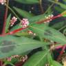Fotografia 6 da espécie Persicaria maculosa do Jardim Botânico UTAD