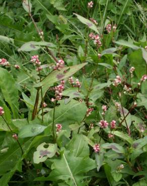 Fotografia 7 da espécie Persicaria maculosa no Jardim Botânico UTAD