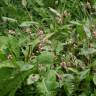 Fotografia 7 da espécie Persicaria maculosa do Jardim Botânico UTAD