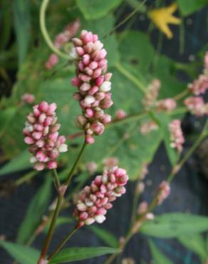 Fotografia 8 da espécie Persicaria maculosa no Jardim Botânico UTAD