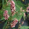 Fotografia 8 da espécie Persicaria maculosa do Jardim Botânico UTAD