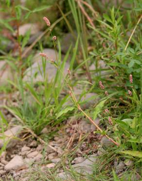 Fotografia 9 da espécie Persicaria maculosa no Jardim Botânico UTAD