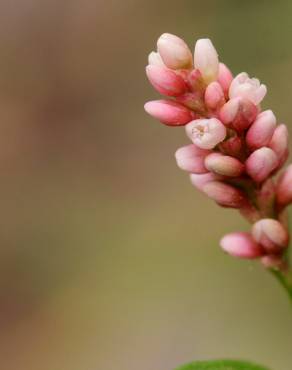 Fotografia 10 da espécie Persicaria maculosa no Jardim Botânico UTAD