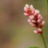 Fotografia 10 da espécie Persicaria maculosa do Jardim Botânico UTAD