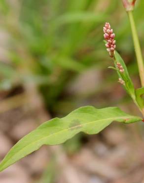 Fotografia 11 da espécie Persicaria maculosa no Jardim Botânico UTAD