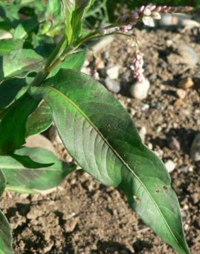 Fotografia 12 da espécie Persicaria maculosa no Jardim Botânico UTAD