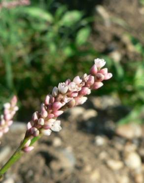 Fotografia 13 da espécie Persicaria maculosa no Jardim Botânico UTAD